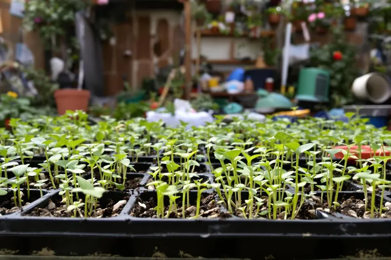 Quand le jardinage met nos semis à l'épreuve : astuces de survie