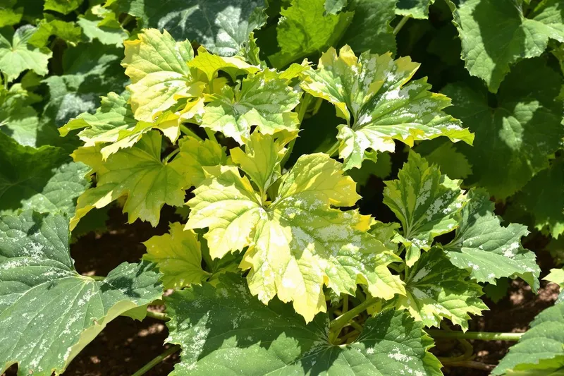 Quand l'oïdium menace vos courges et concombres : causes, solutions et préventions