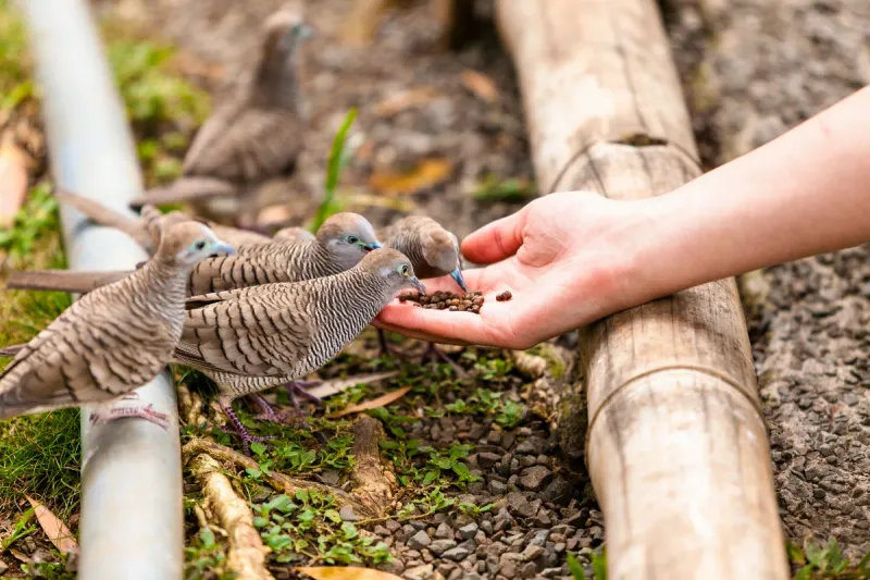 Quand nourrir les oiseaux devient un danger : le moment crucial à ne pas manquer