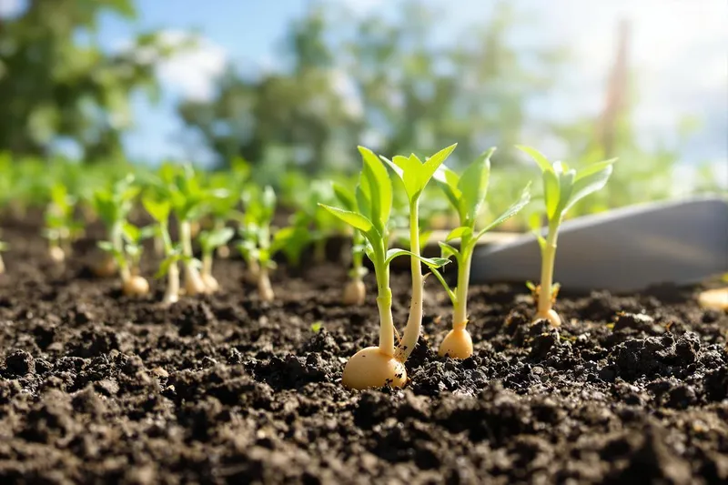 Quand planter des pommes de terre germées ?