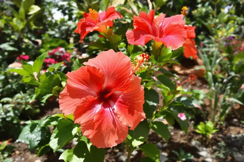 Quand planter un hibiscus en pleine terre : guide complet