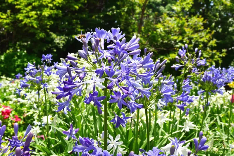 Quand planter vos agapanthes pour une floraison sublime ?