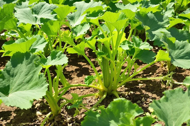 Quand semer les courgettes en pleine terre?