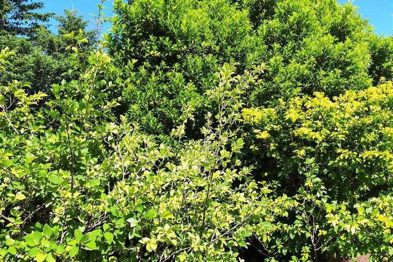 Quand tailler les arbustes : guide pratique