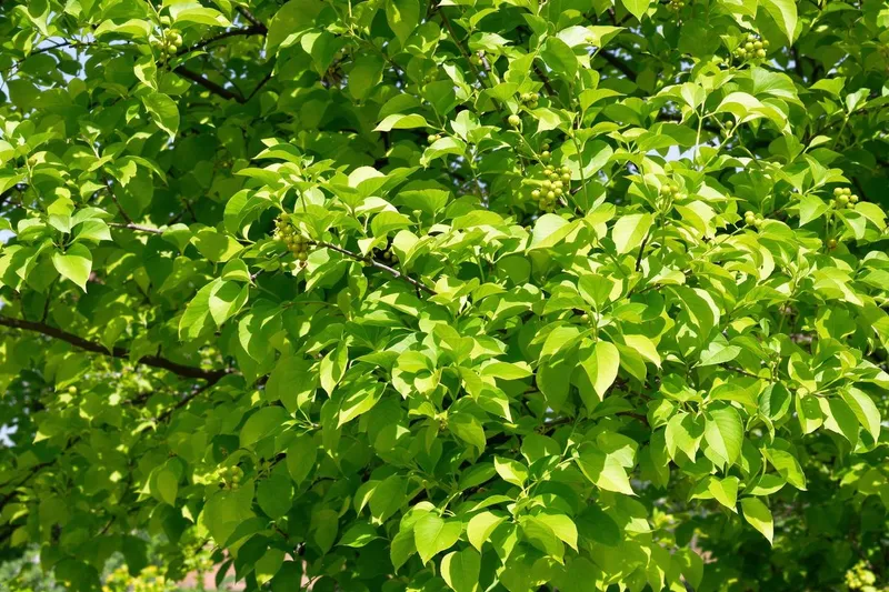 Quand tailler les noisetiers : guide complet