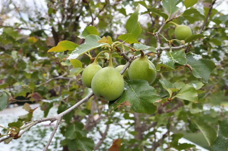 Figuier : le bon moment pour tailler vos branches