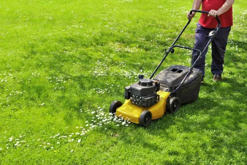 Quand tondre la pelouse pour avoir un gazon bien entretenu