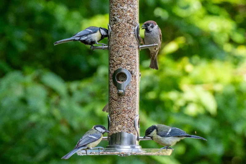 Quatre astuces pour transformer votre jardin en paradis pour oiseaux au printemps