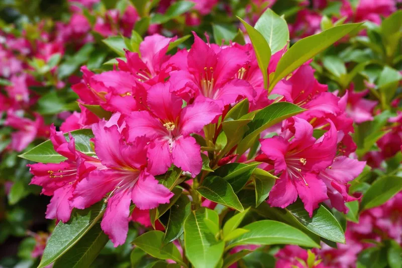 Astuces pour faire fleurir votre laurier-rose