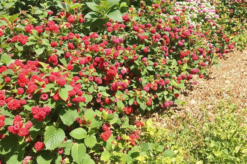 Quel paillage installer au pied des framboisiers ?