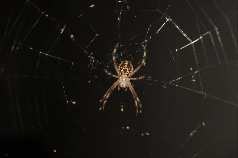 Quelle est la durée de vie d'une araignée de maison ?