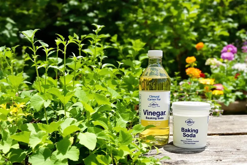 Recette désherbant naturel bicarbonate et vinaigre