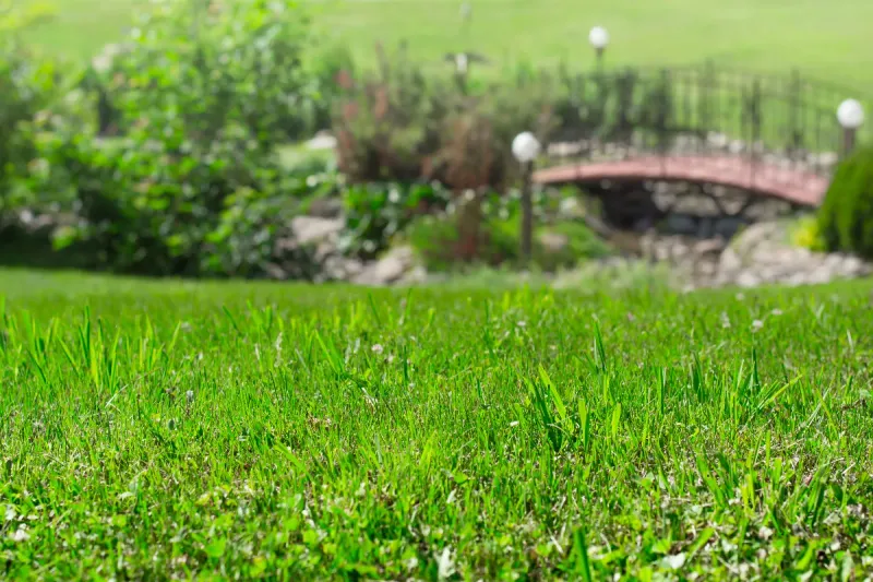 Redécouvrez les trésors cachés de votre pelouse : 4 astuces ingénieuses pour booster votre jardin naturellement