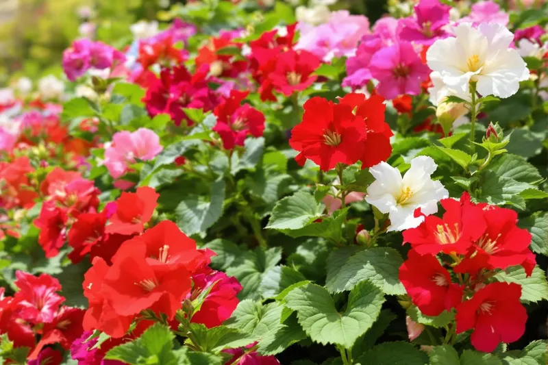 Redonnez vie à vos géraniums : secrets pour une floraison éclatante après l'hiver