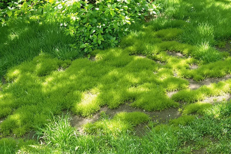 Remède de grand-mère pour enlever la mousse dans la pelouse