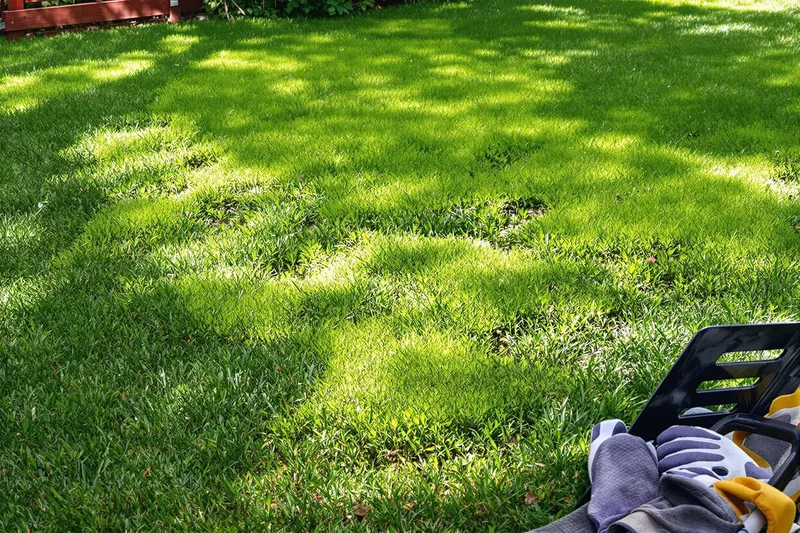 Remède de grand-mère pour enlever la mousse dans la pelouse