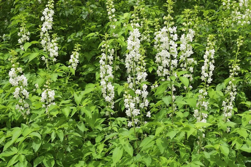 Renouée du Japon : pourquoi cette plante est-elle interdite ?