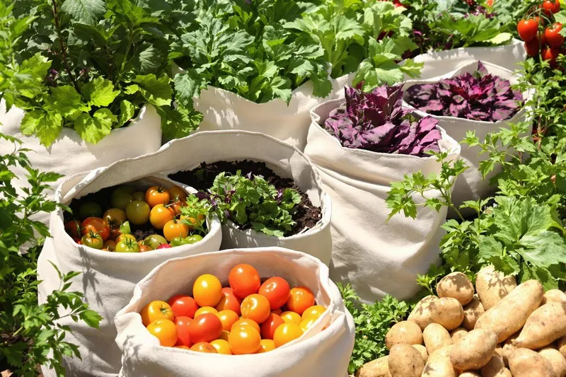 Révolutionnez votre potager avec un simple sac de plantation