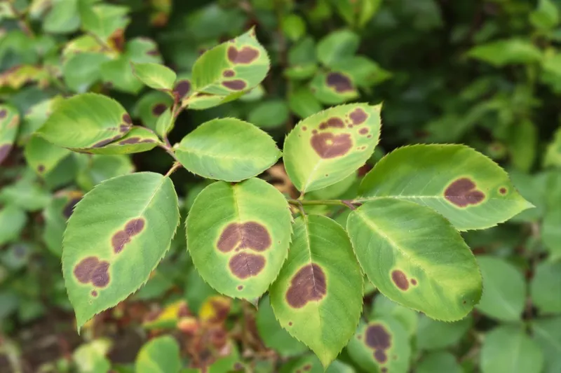 Rosiers en danger : l'apparence de leurs feuilles est un signe d'alerte critique