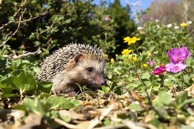Sauvez la vie des hérissons avec ce simple geste au printemps
