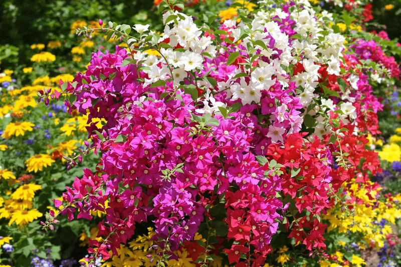 Surfinia : tout savoir sur ce pétunia retombant