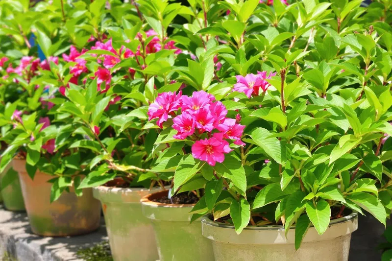 Taille idéale pour un laurier rose en pot