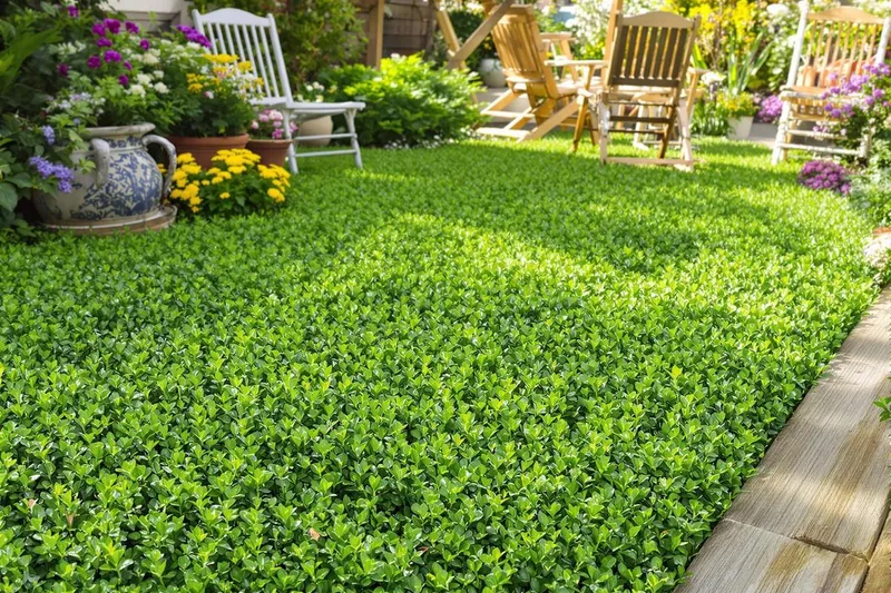 Thym en tapis vert : évaluez les bienfaits et les défis d'un jardin innovant