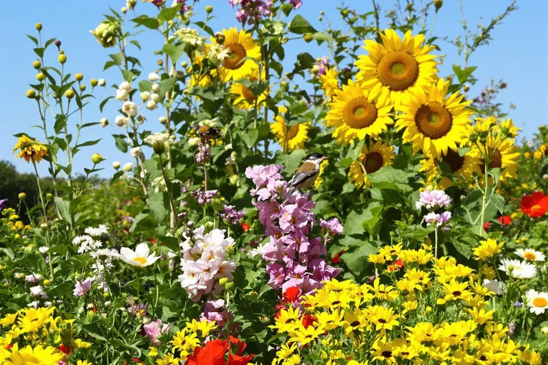 Top 5 des vivaces à planter en avril pour attirer les oiseaux