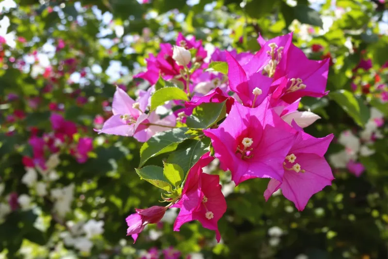 Tout savoir sur la bougainvillée : guide pratique pour une floraison éclatante
