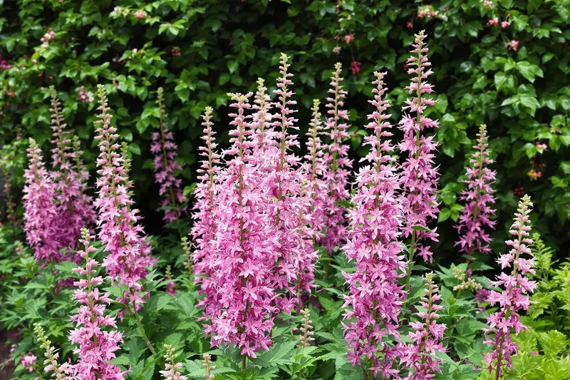 Transformez vos coins d'ombre grâce à cette vivace exceptionnelle