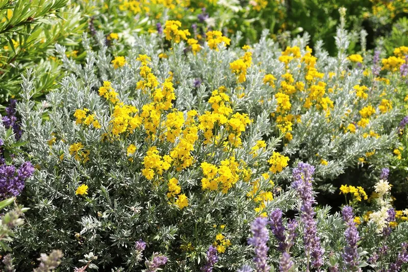 Transformez votre jardin avec cette plante en or et argent : le moment parfait pour la planter