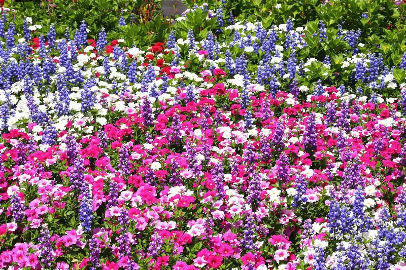 Transformez votre jardin avec cette plante vivace méconnue qui se sème en mai pour un tapis fleuri spectaculaire