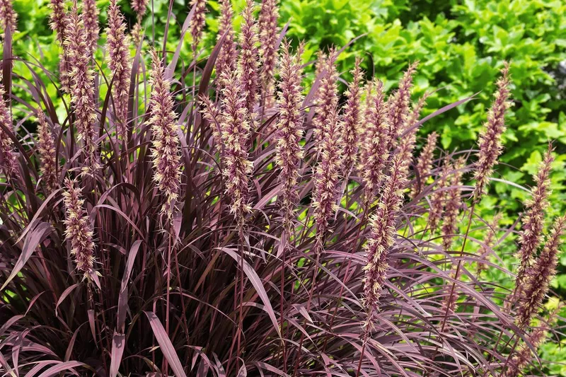 Transformez votre jardin ce printemps avec cette graminée spectaculaire : le coup de foudre botanique de la saison