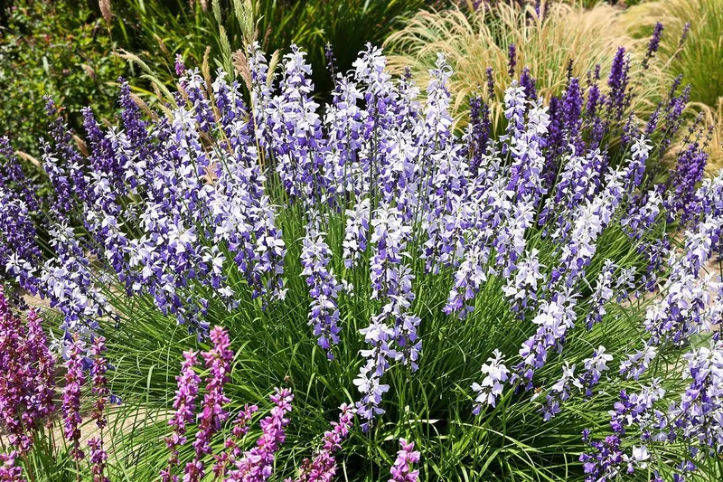 Transformez votre jardin : Cette vivace à planter en mai pour un massif sec paradisiaque