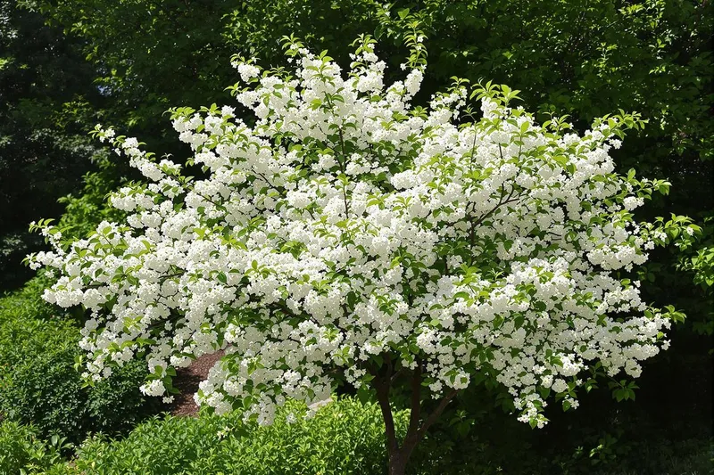Transformez votre jardin en havre de paix avec cet arbre incroyable à planter maintenant