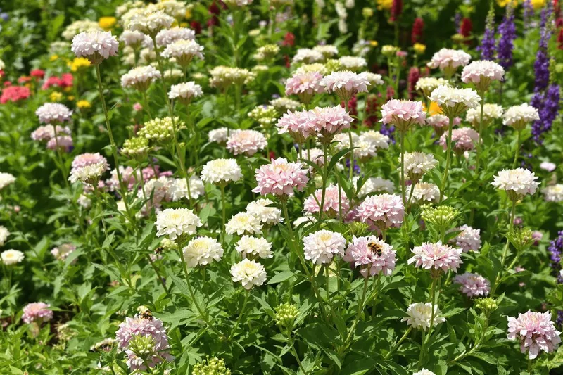 Transformez votre jardin en refuge pour abeilles avec cette vivace en avril