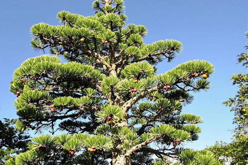 Un arbre préhistorique de l'ère des dinosaures donne ses premiers fruits étonnants