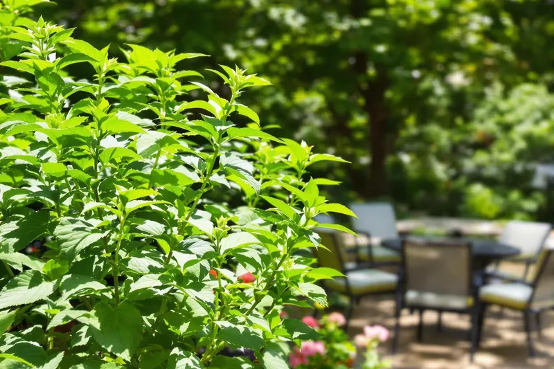 Un été sans moustiques : découvrez la plante miracle à planter dès maintenant !