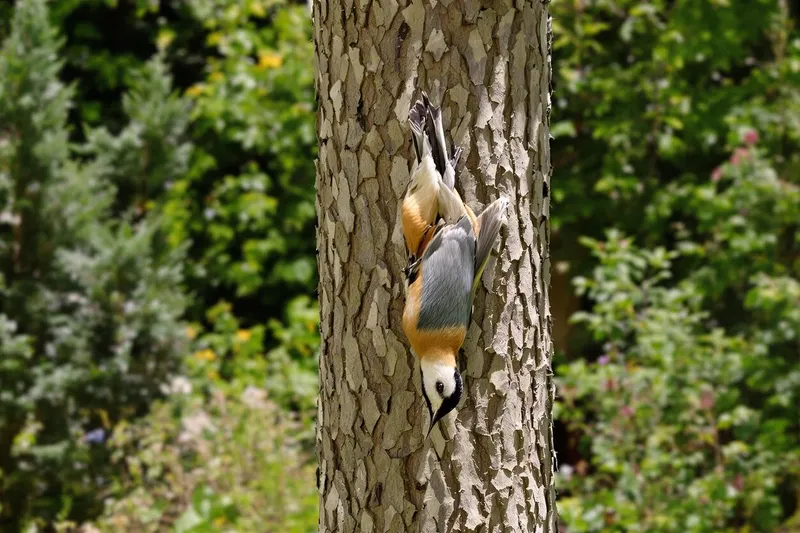 Un oiseau incroyable qui marche sur les arbres à l'envers peut habiter votre jardin