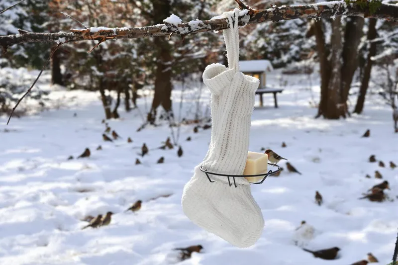 Un savon dans une chaussette : la stratégie surprenante pour protéger les oiseaux de votre jardin