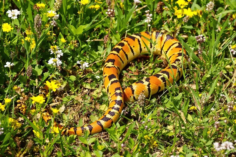 Un serpent coloré d'un mètre envahit la France : découvrez les régions déjà touchées