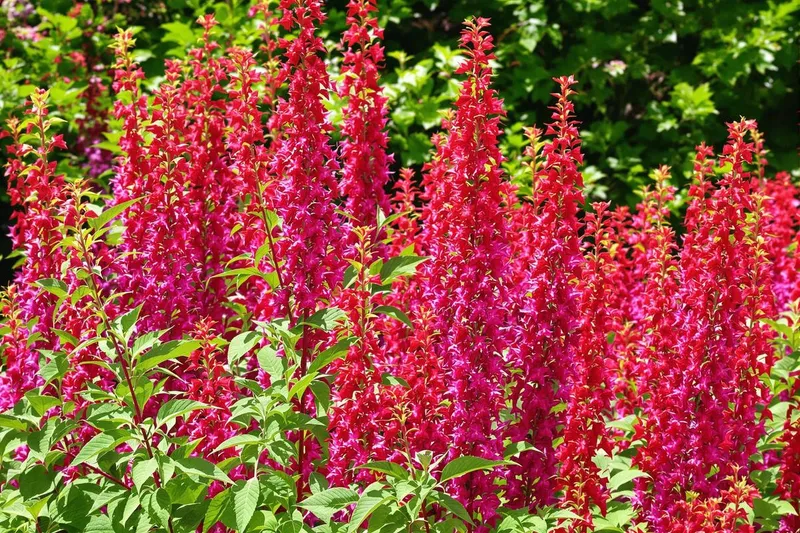 Un torrent de couleurs et une surprise en cuisine : ce phénomène botanique à planter en mai va vous émerveiller