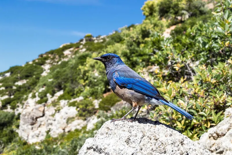 Un visiteur inattendu : cet oiseau rare du Japon pourrait bientôt se poser en France