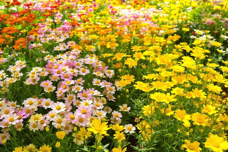 Une explosion de couleurs pour votre jardin : découvrez cette plante vivace à planter dès maintenant