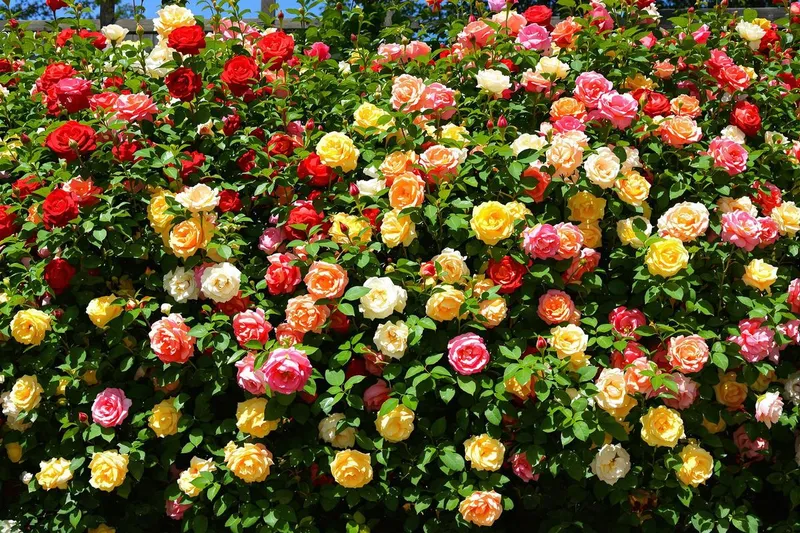 Une haie de roses : la fusion parfaite entre esthétique et sécurité pour votre jardin