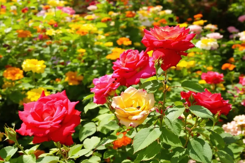 Une méthode infaillible contre les pucerons sur vos rosiers qui fonctionne à tous les coups