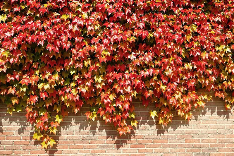 Vigne vierge : avantages et inconvénients