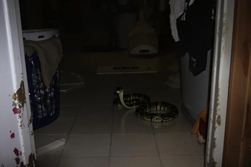 Vipères dans la maison : découvrez où elles se cachent quand il fait très chaud !