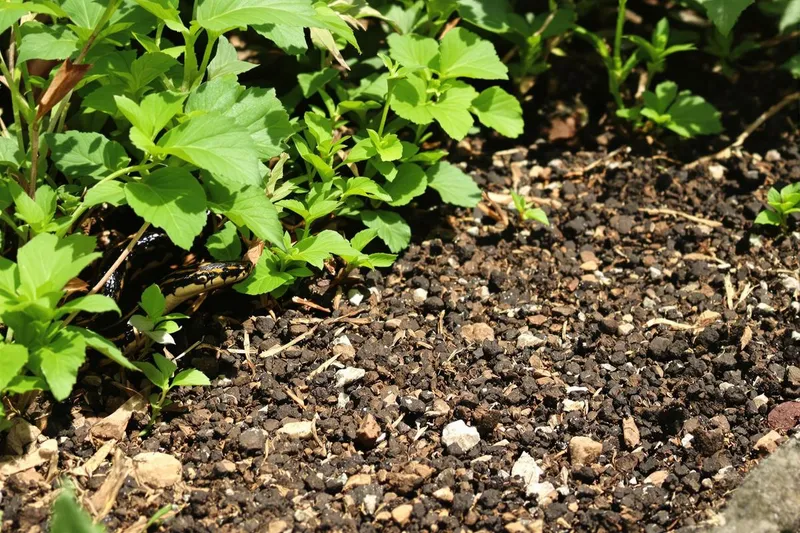 Vipères : pourquoi votre sol de jardin pourrait les attirer plus que les pierres chaudes