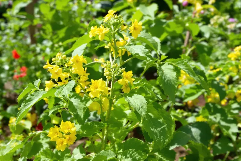 Vos tomates en fleurs ? Voici les 6 actions essentielles pour réussir votre récolte